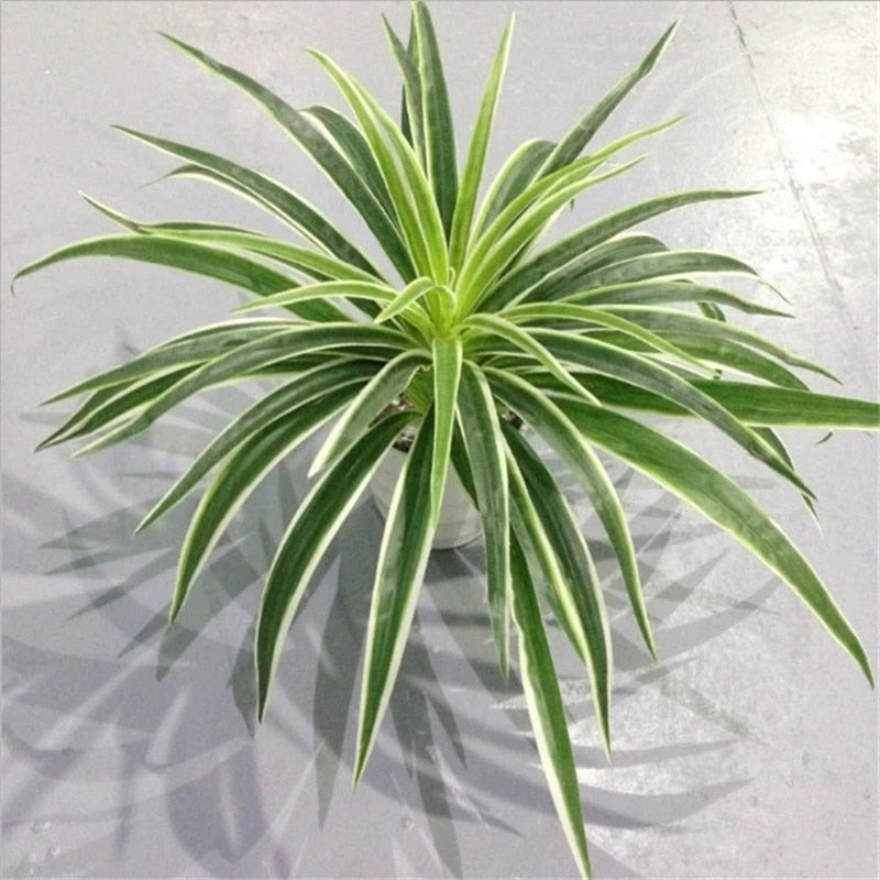 Artificial Plastic plants Chlorophytum Branch home decorative fake plants Indoor potted table decoration NO Pot