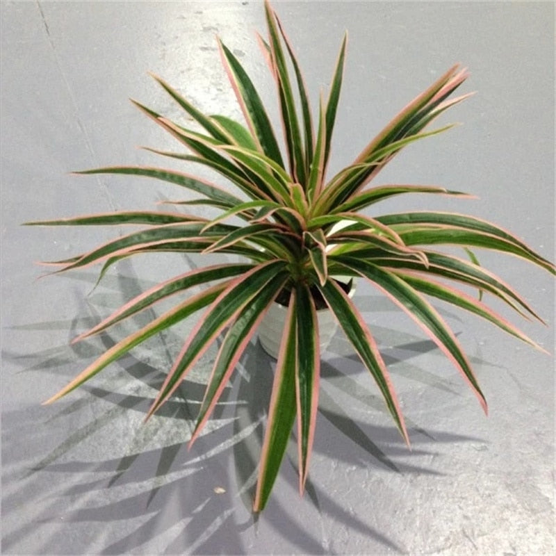 Artificial Plastic plants Chlorophytum Branch home decorative fake plants Indoor potted table decoration NO Pot